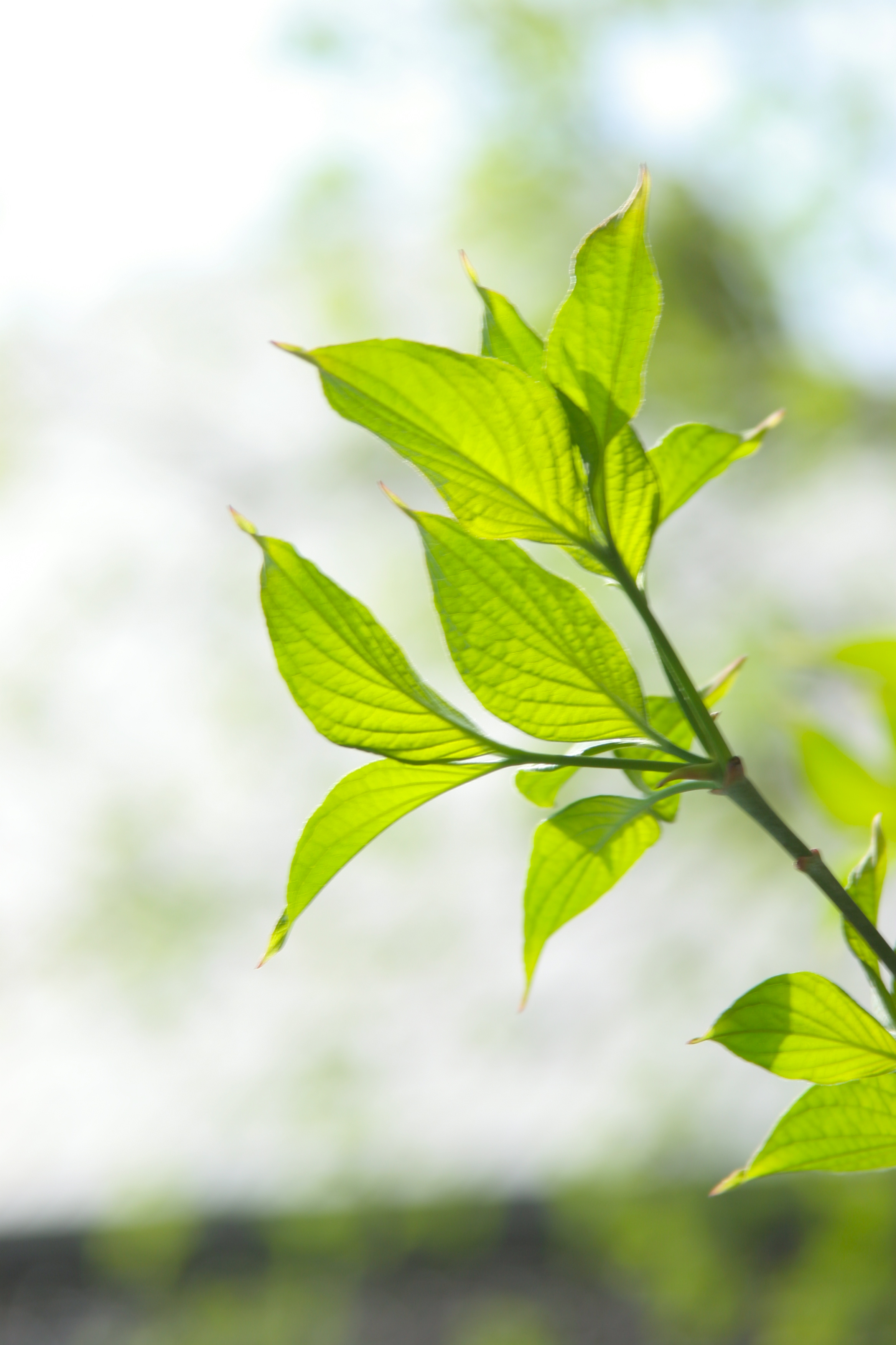 アプローチ | Center for Wellness and Healing